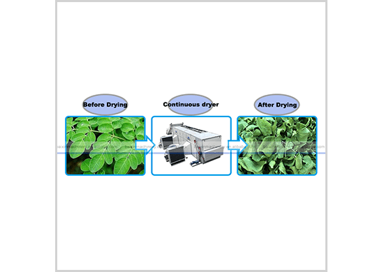 Moringa Drying Machine